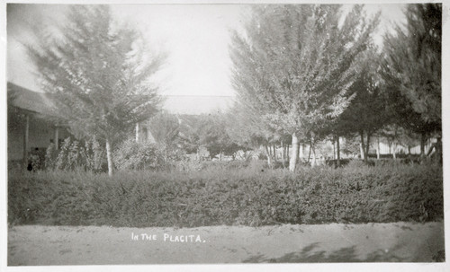 Trees in the Placita