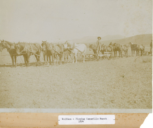 Billie Wolfson Plowing Calleguas Rancho