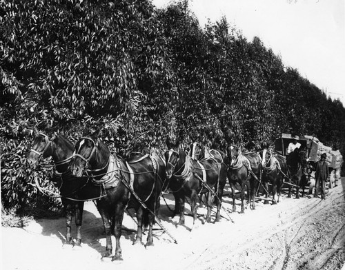 Team of Horses Hauling Beans at J. F. Lewis Ranch