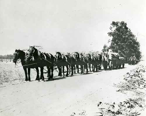 Hauling Beans at J. F. Lewis Ranch