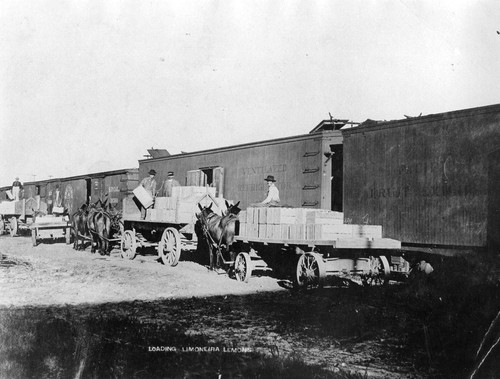 Loading Limoneira Lemons