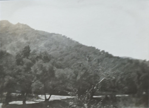 Hillside Landscape Covered in Trees