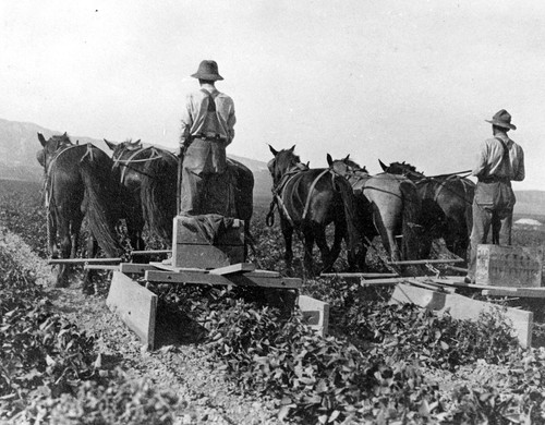 Cutting Limas on Goodyear Ranch