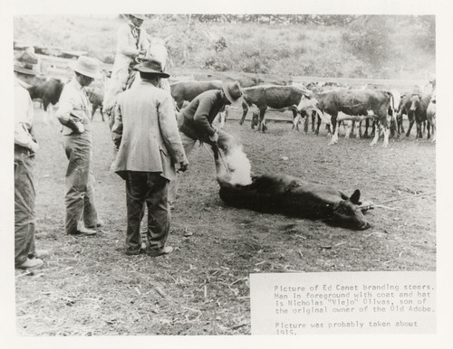 Ed Canet Branding Steers