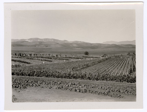 Nusbickel-Warren Nursery Looking North