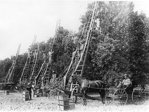 Orange Picking at Limoneira