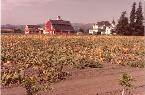 Pumpkins at Limoneira Ranch