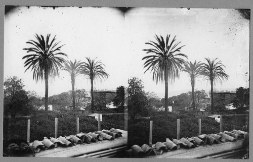 Stereoscopic View of Mission San Buenaventura Palms