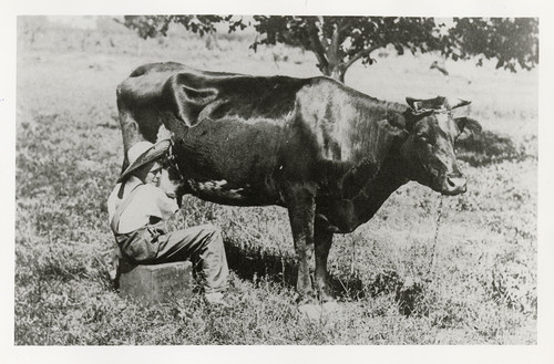 Boy Milking Cow