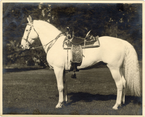 Portrait of a Camarillo White Horse