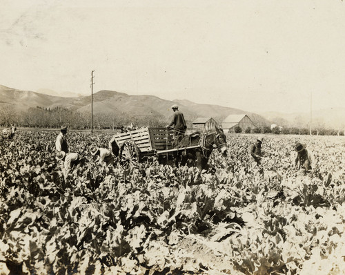 Harvesting Vegetables