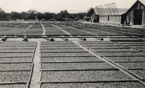 Field of Drying Apricots