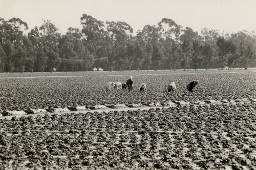 Picking Strawberries