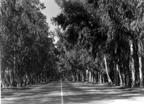 Highway 101--Camarillo Eucalyptus Tunnel