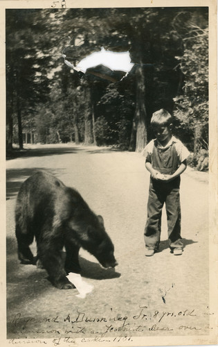 Young boy and a black bear