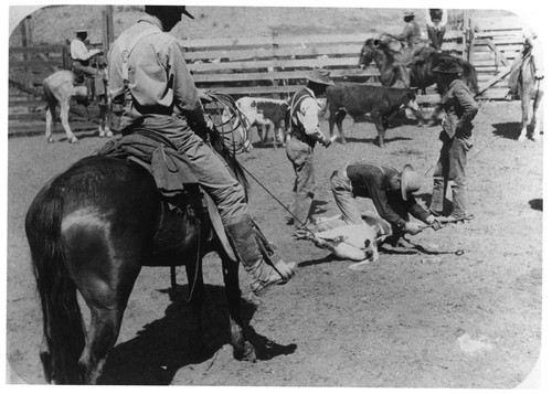 Branding Cattle, Strathearn Station