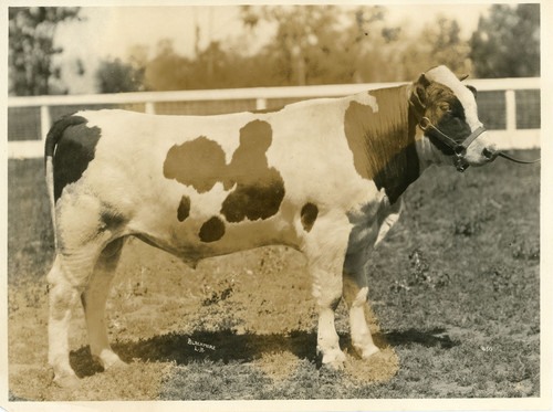 Young bull from the Berylwood Stock Farm