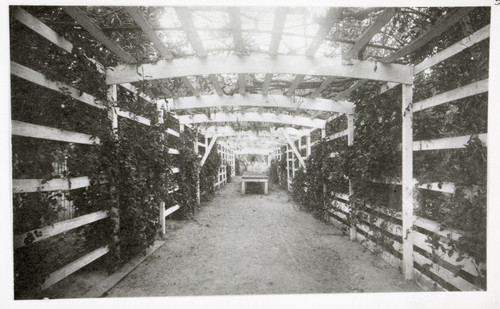 Grape Arbor Walkway