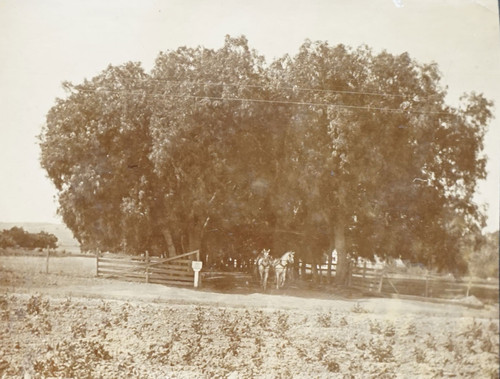 Horses Leaving Pepper Tree Lane