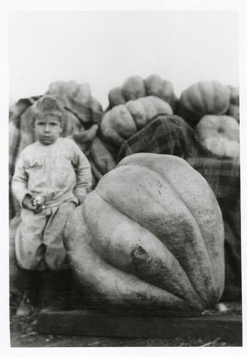 Young Boy Sitting on Load of Squash