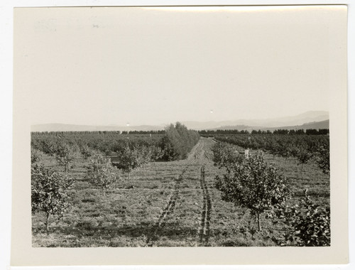 Barranca View of Hondo Ranch Lemon Grove