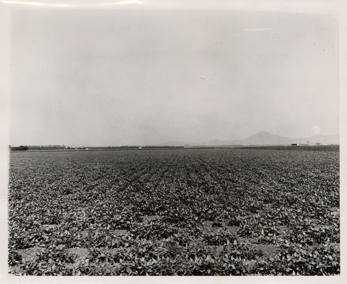 Agricultural Fields Surrounding Camarillo Airport