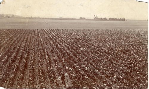 Calla lilies on Sam Cole Farm