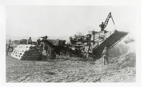 Sacked Lima Beans, Goodyear Ranch