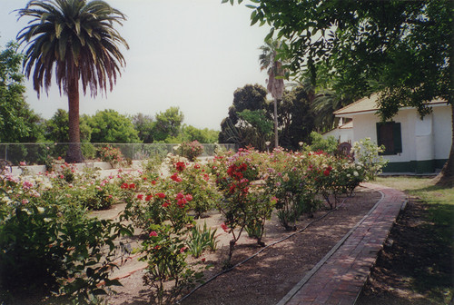 Rancho Camulos Rose Garden — Calisphere