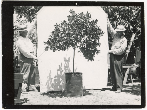 Showing Off a Sapling at Daily & Sons Nursery