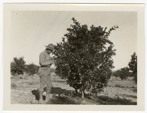 Hondo Ranch Valencia Grove with Ralph Blanchard