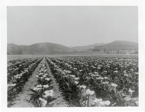 Calla Lily Field