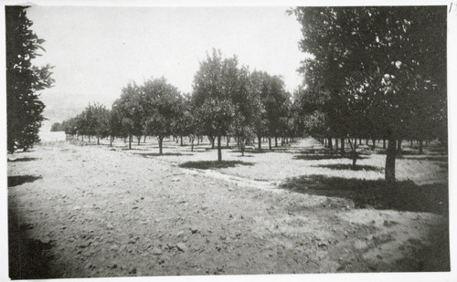 Orchard at Rancho Camulos