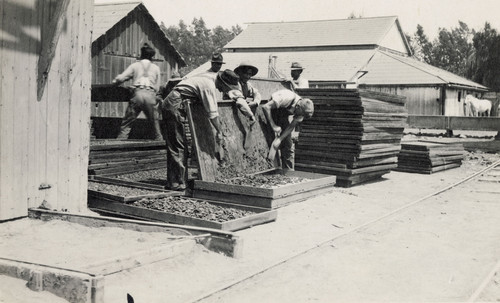 Men Drying Apricots