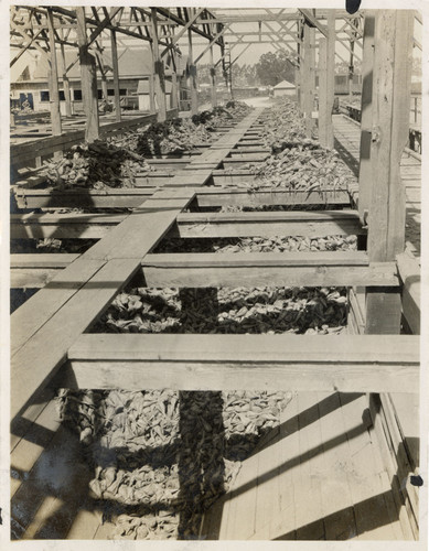 Beet Storage at Oxnard Sugar Factory