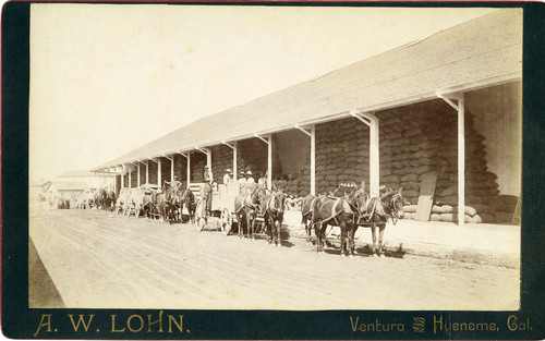 Mule and Horse Teams Hauling Grain Sacks