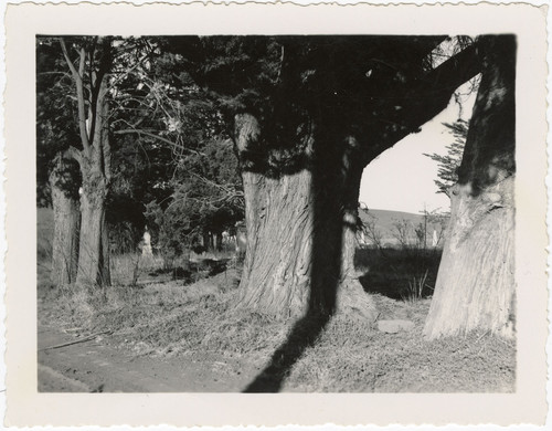 Springville Cemetery