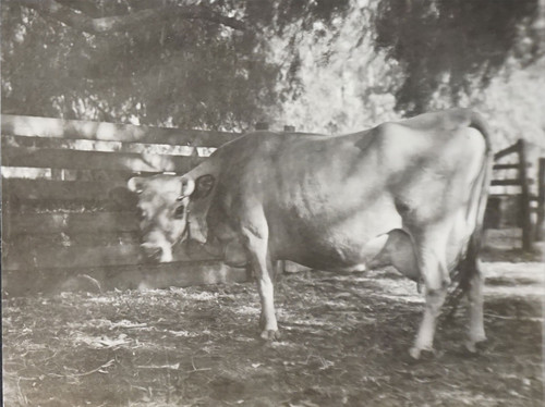 Cow Outdoors Near Fence