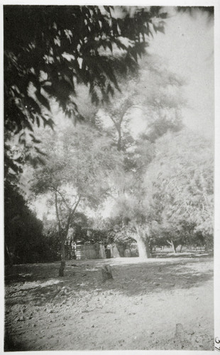 Trees and Entryway to Rancho Camulos