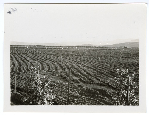 Hondo Ranch with Young Lemon Grove and Buildings