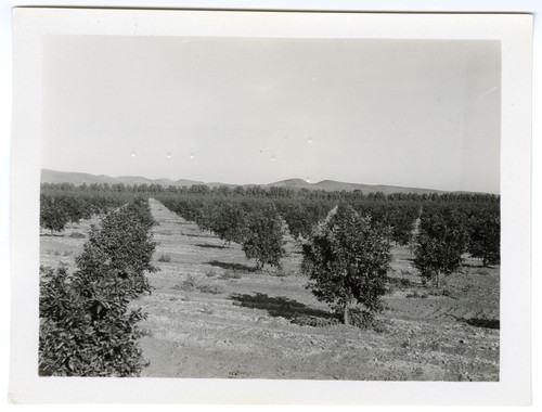 Valencia Orange Grove at Hondo Ranch