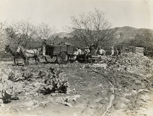 Wagon Loaded with Vegetables