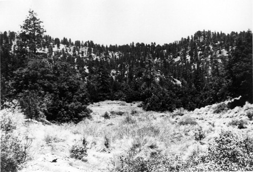 Head of Seymour Creek with Mt. Pinos Behind