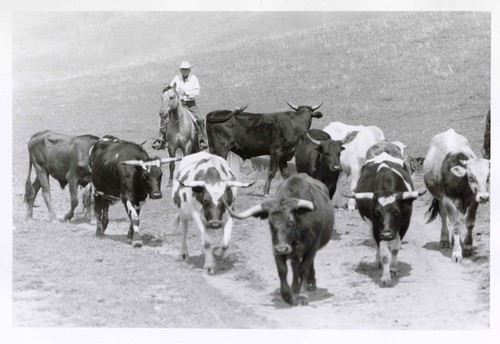 J. A. "Toots" Jauregui Driving Cattle