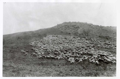 Sheep Grazing North of Ventura