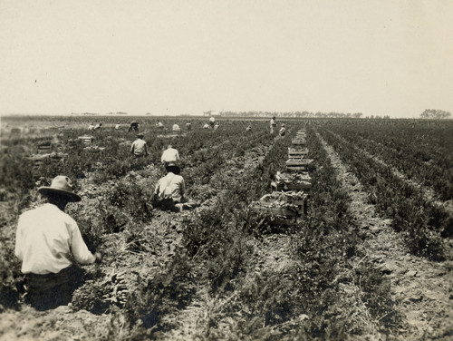 Harvesting Vegetables