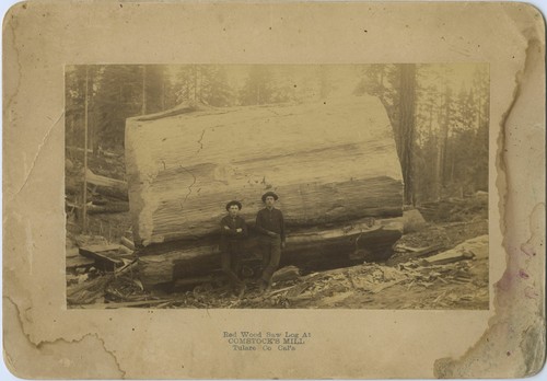 Red Wood Saw Log At Comstaock's Mill Tulare Co Cal'a