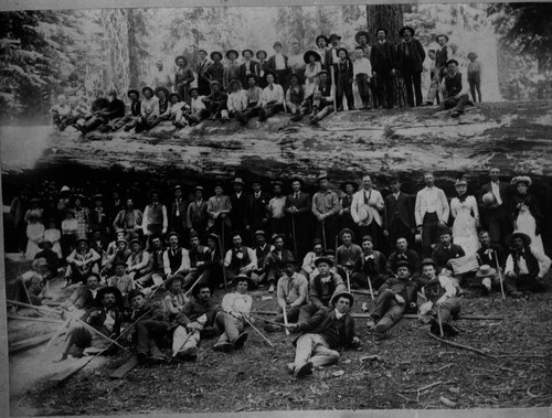 Group photo on sequoia log