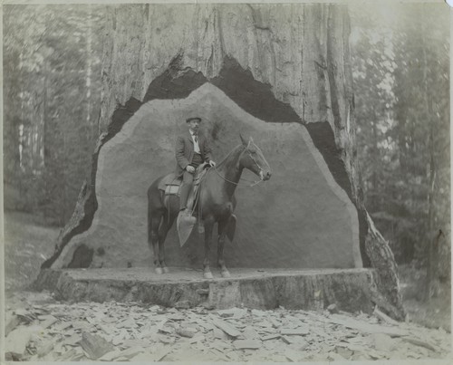 Man on horse at Studio Tree