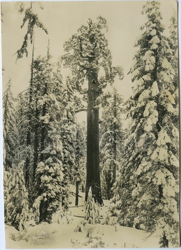 Gen. Grant Tree. Wreathed in the garlands of winter